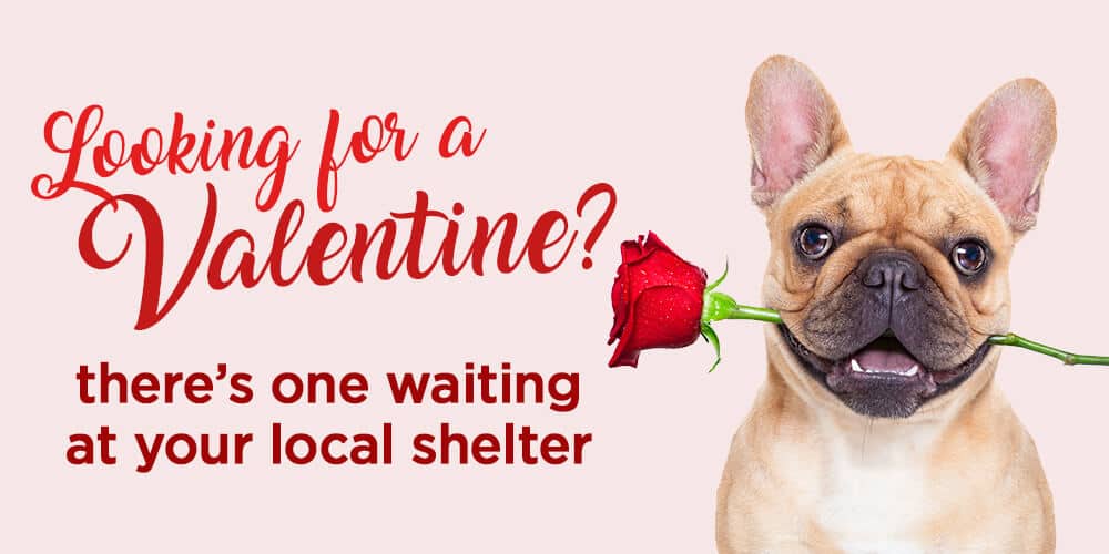 Looking For a Valentine? – Frenchie