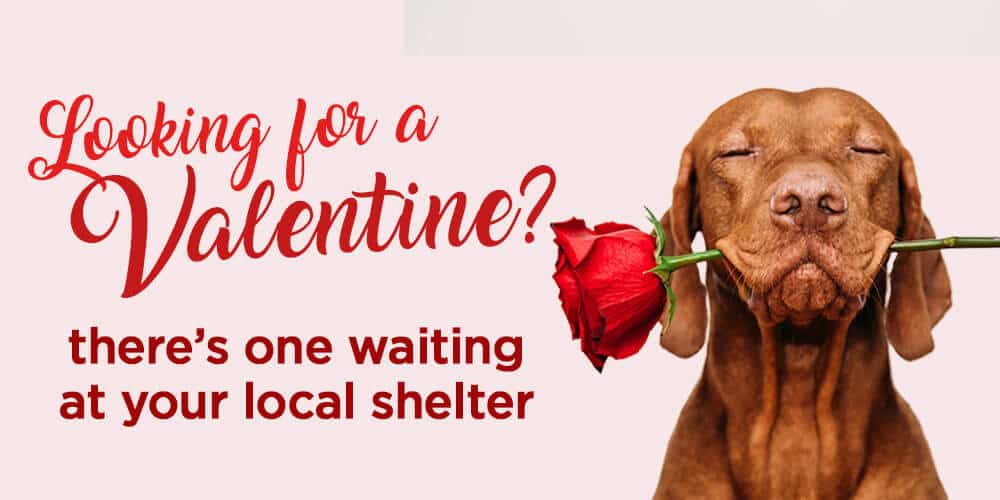 Looking For a Valentine? – Vizsla